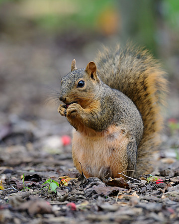 Squirrel