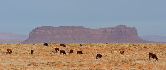 Cattle grazing