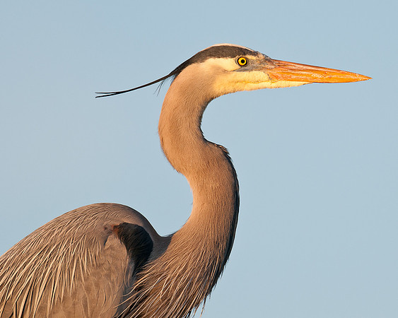 Great blue heron