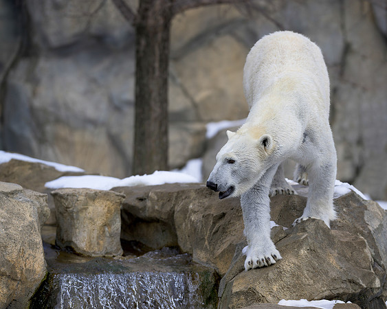 Polar bear