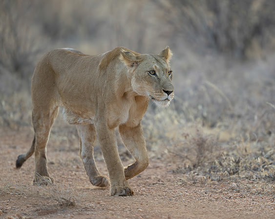 Lioness