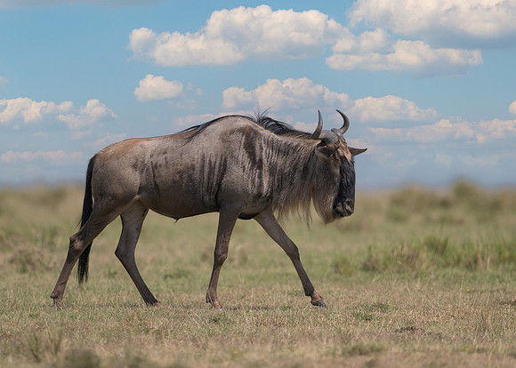 Wildebeest