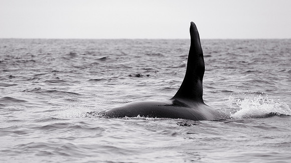 Orca whale fin