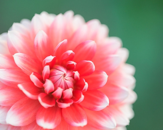 Dahlia