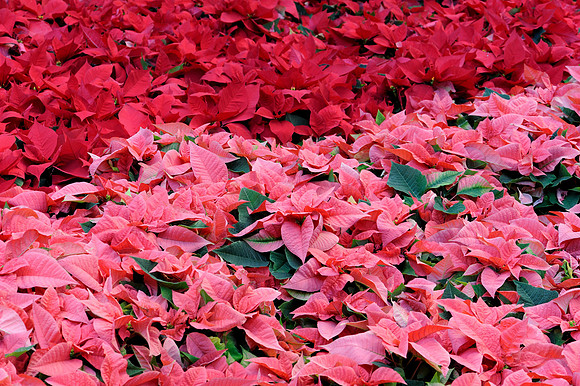 Pink & red poinsettias