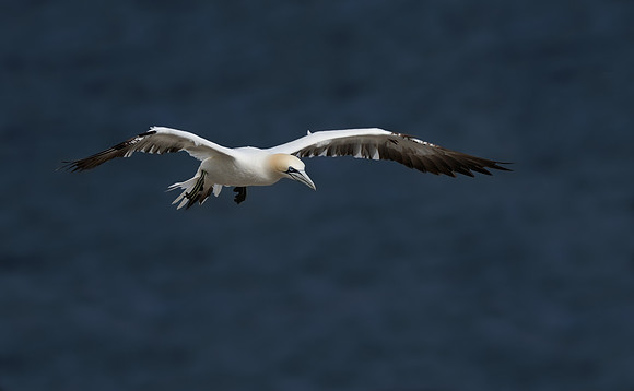 Northern gannet