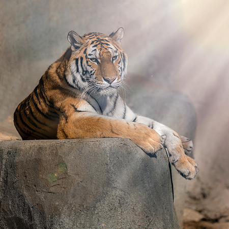 Amur tiger