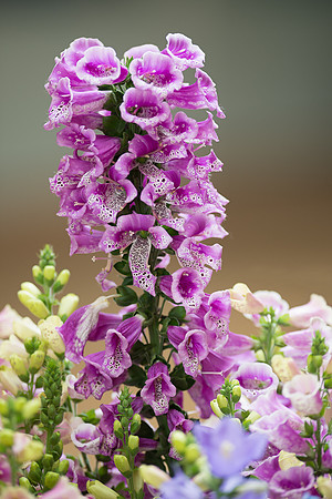 Chicago Botanic Garden