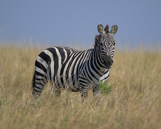 Zebra