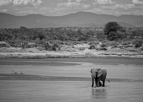 Elephant