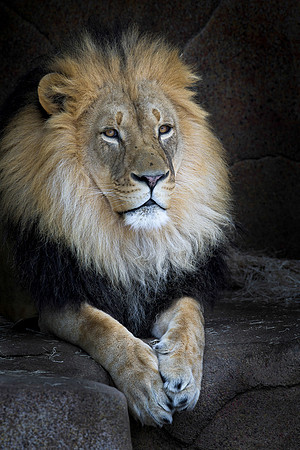African lion