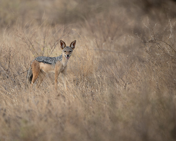 Black-backed Jackal