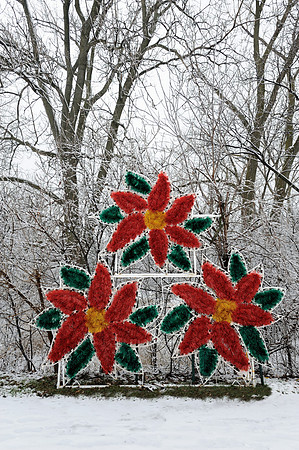 Red flowers in winter forest