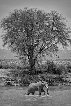 Elephant