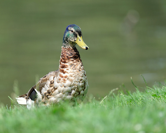 Duck