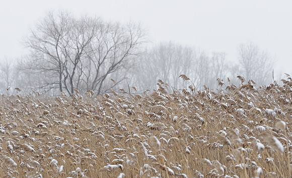 Ravinia wetland