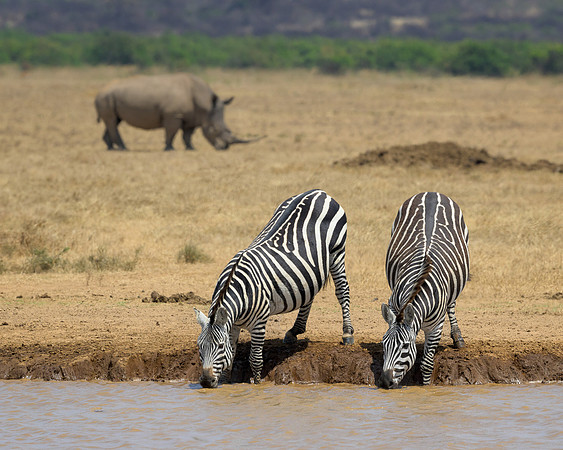 Zebras