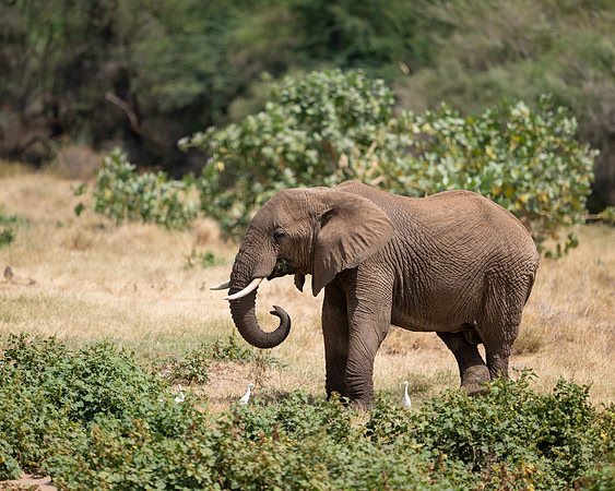 African Elephant