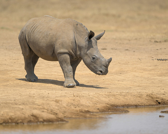 Baby White Rhinoceros