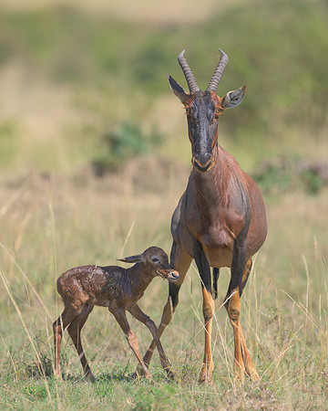 Topi with Calf