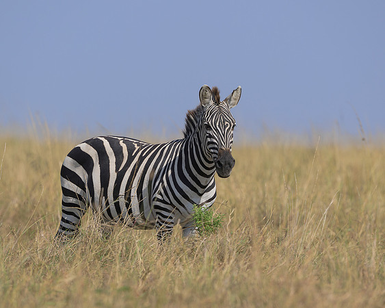 Zebra