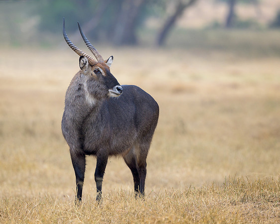 Waterbuck