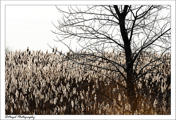 Backlit grasslands