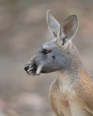 Kangaroo