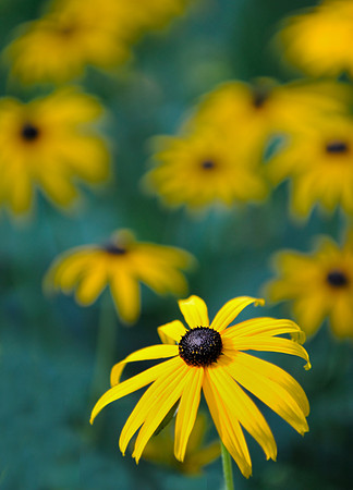 Black eyed susan