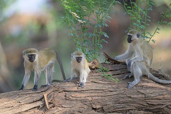 Northern Vervet Monkeys