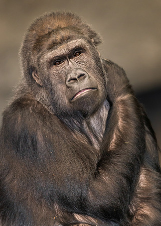 Female gorilla