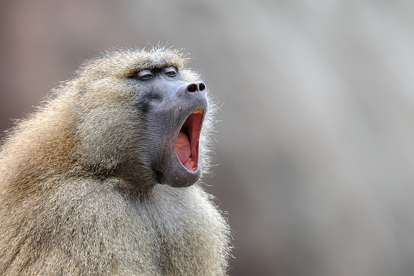 Baboon