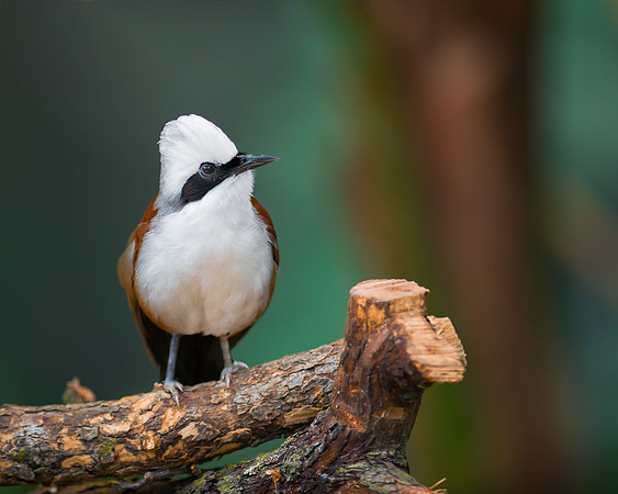 White-crested laughing thrush
