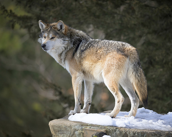 Mexican gray wolves