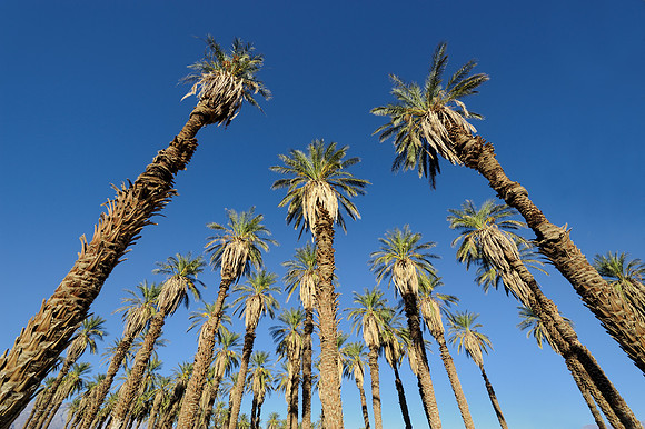 Palm trees