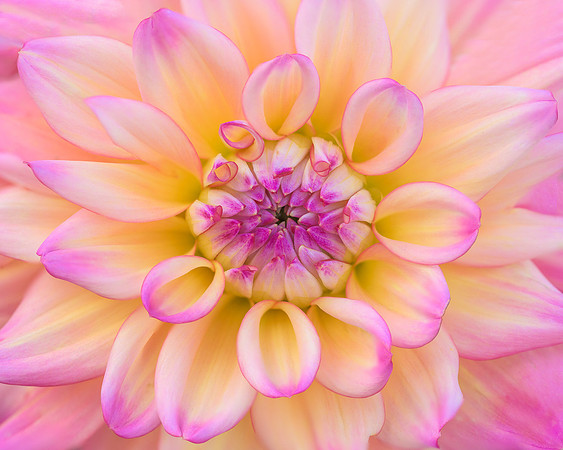 Dahlia