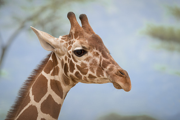 Giraffe