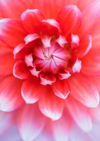 Dahlia