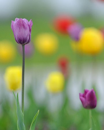 Tulips