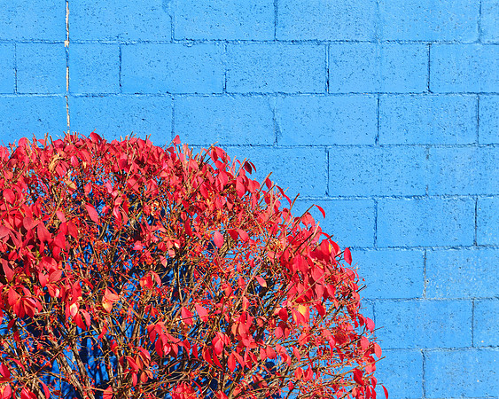 Red bush in front of blue wall