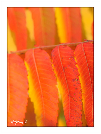 Hanging colors