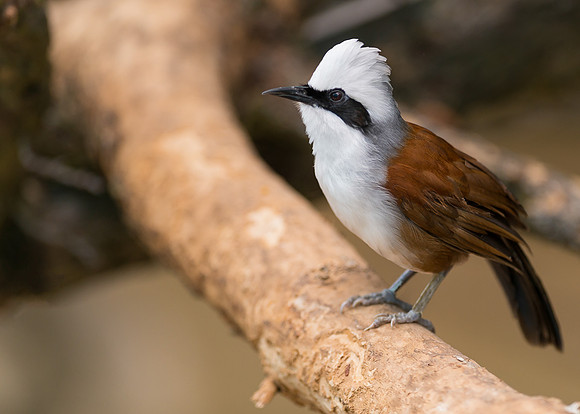 White-crested laughing thrush