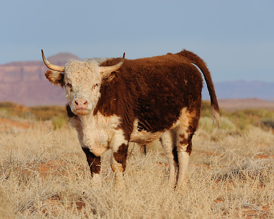 Cow