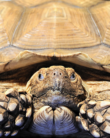 African Spurred Tortoise