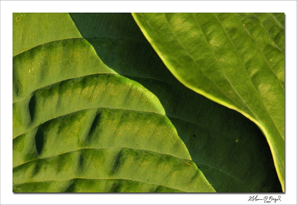 Leaf shadow