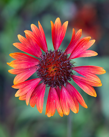 Red and orange coneflower