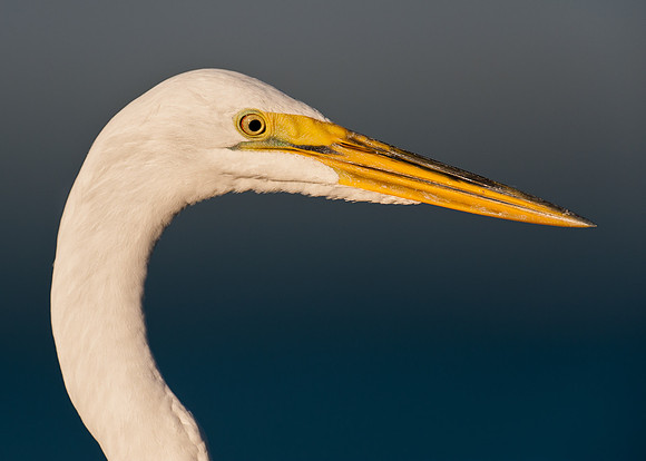 Great egret profile