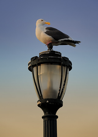 Seagull on lamppost