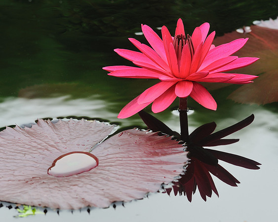 Night blooming tropical waterlily