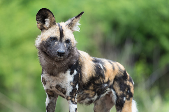 African wild dog